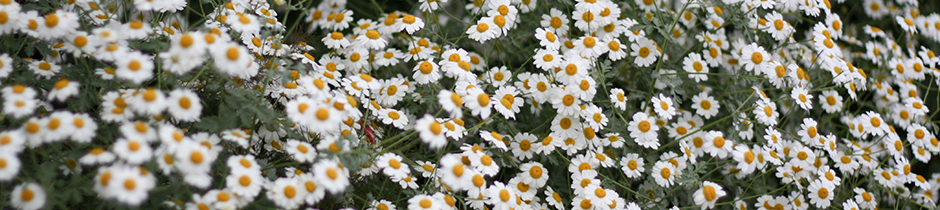 Experience. Integrity. Results.