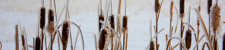 Experience. Integrity. Results.